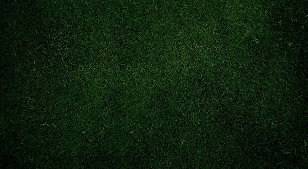 Plain Green Grass Background